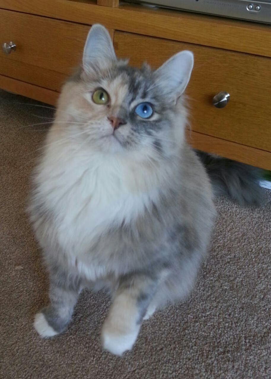 KAIYUNAPP-“中国足球裁判员继续深造，裁判水平不断提高”，中国足球裁判员官网