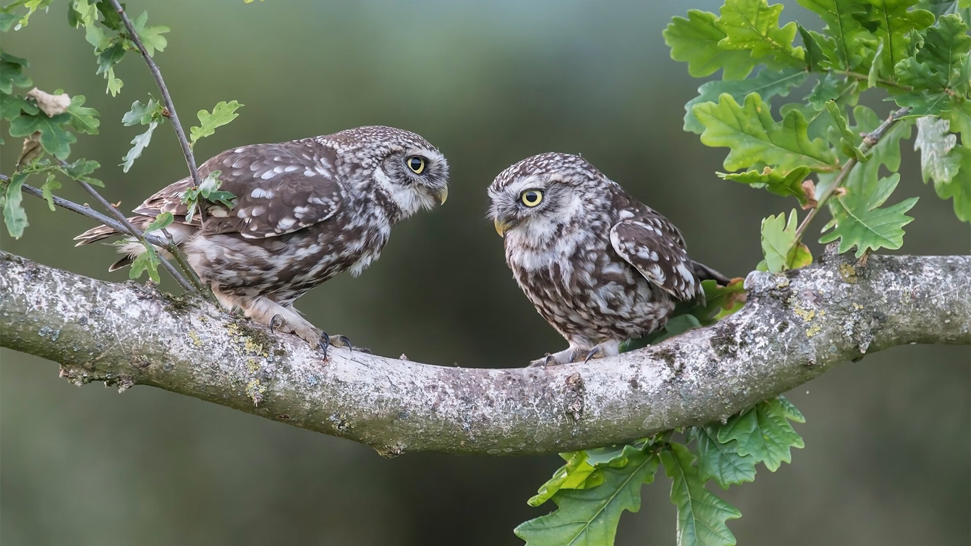 克罗地亚队在巴黎奥运会手球比赛中多次通过中路渗透得分,克罗地亚奥运冠军