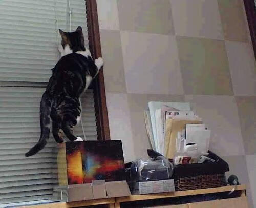 开云·体育官网APP下载-塞内加尔马术协会与学校合作，开展马术教育课程，推广马术文化。