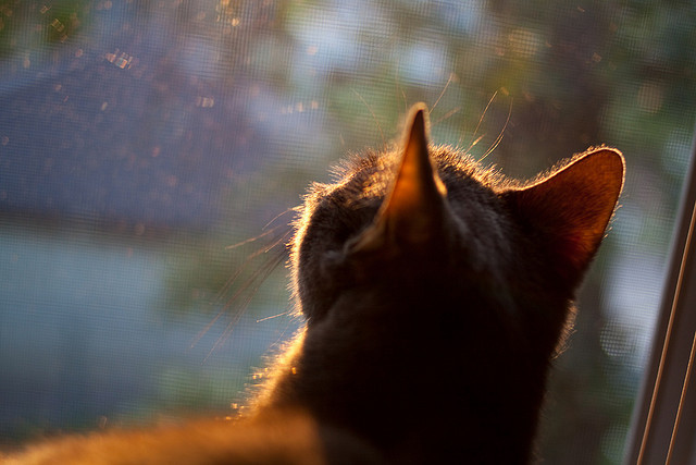 kaiyun登录入口-墨西哥足球在冬奥“踢出热带风暴”，墨西哥足球奥运