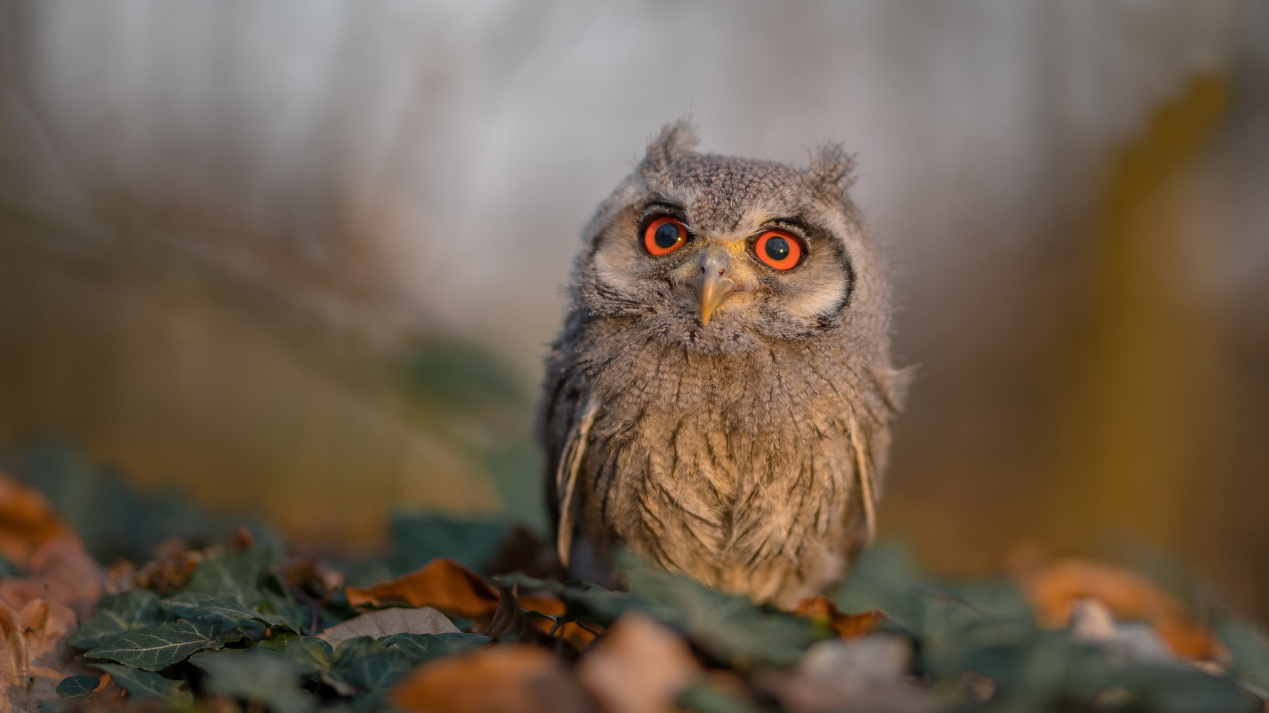 布鲁诺·卡博克洛(Bruno Caboclo)在巴黎奥运会小组赛中表现出色,带领巴西队击败日本队