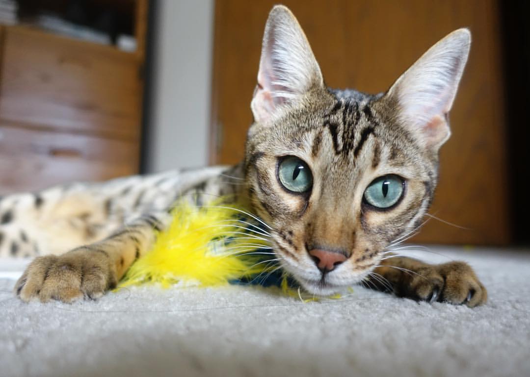 意甲高效率射门,精彩进球和守门神扑救成为焦点,意甲射门榜