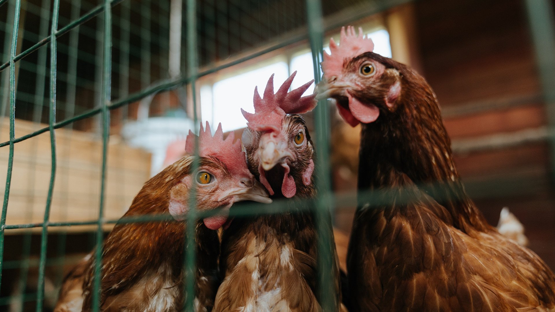 意甲:尤文2-1战胜苏尔多,迪巴拉关键扳平,意甲_尤文1-1战平米兰四轮不胜