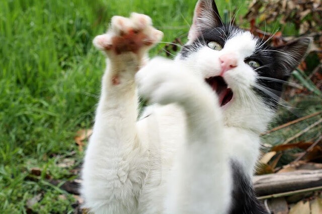 球员成名记:本赛季的爆发之星,球星成长礼包是啥