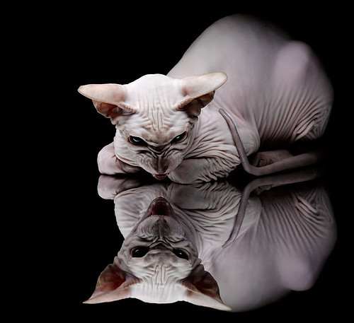 绝地求生 冠军争夺战精彩上演,2021绝地求生冠军竞猜选谁