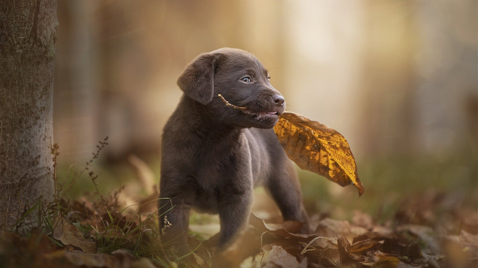 青少年篮球赛事线下转线上,创新比赛模式促进全民参与,线上篮球活动