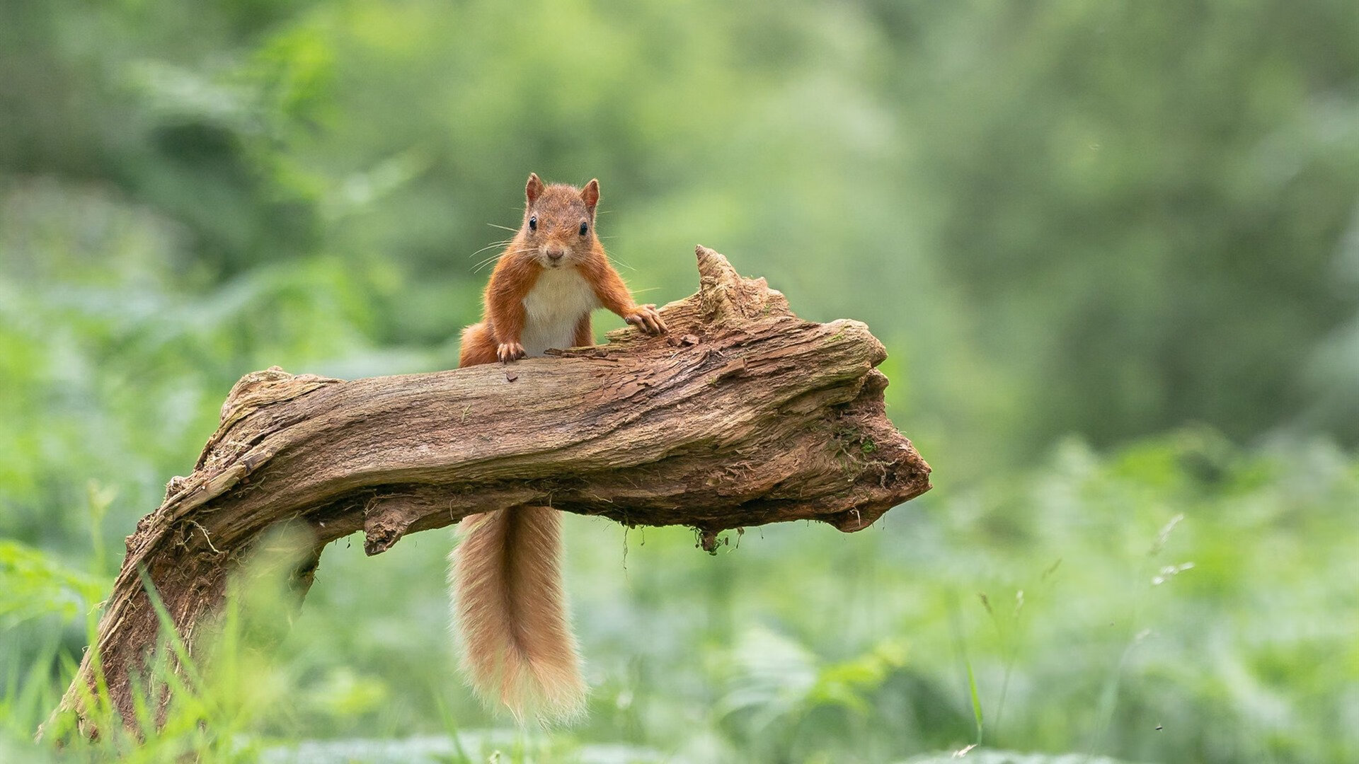 开云体育-CBA联赛比赛录像分析技术应用，cba录像2021