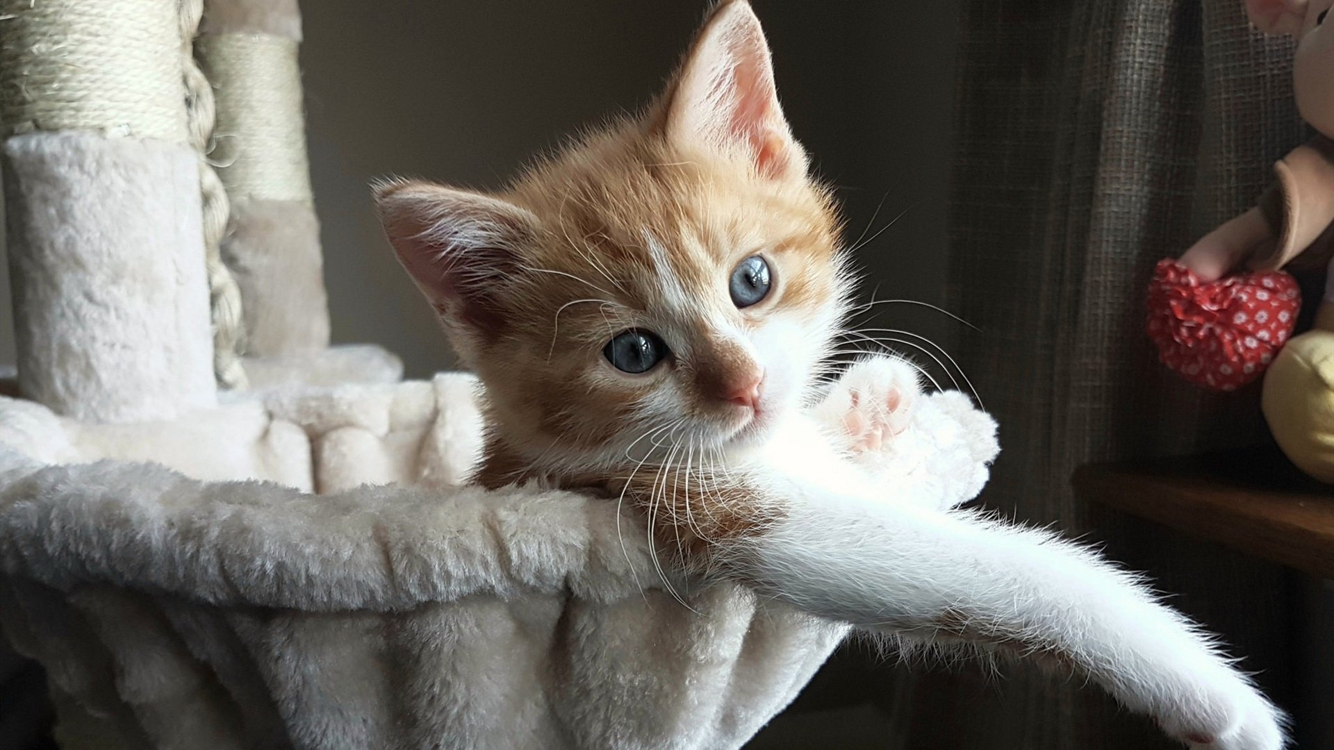 OG·阿努诺比在NBA常规赛中贡献稳定，阿努诺比数据