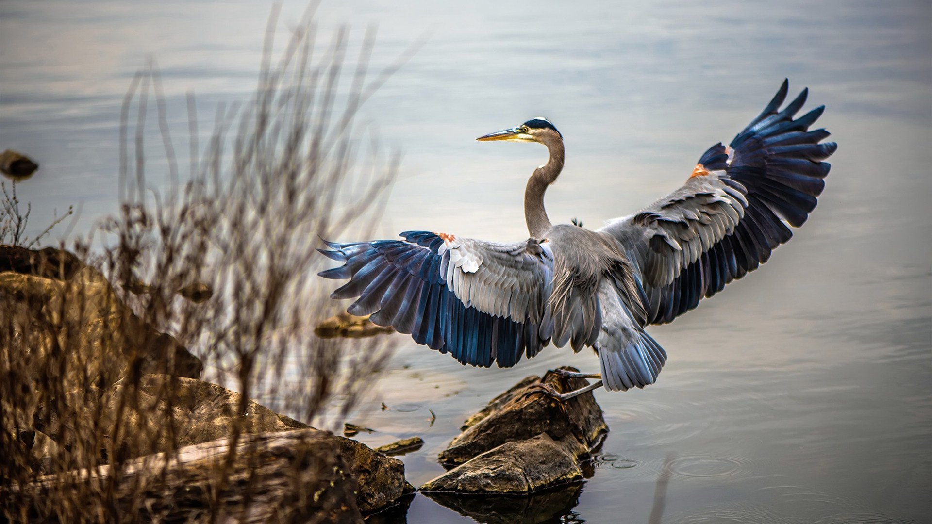 凯尔特人球队比赛经验持续积累,凯尔特人队球员