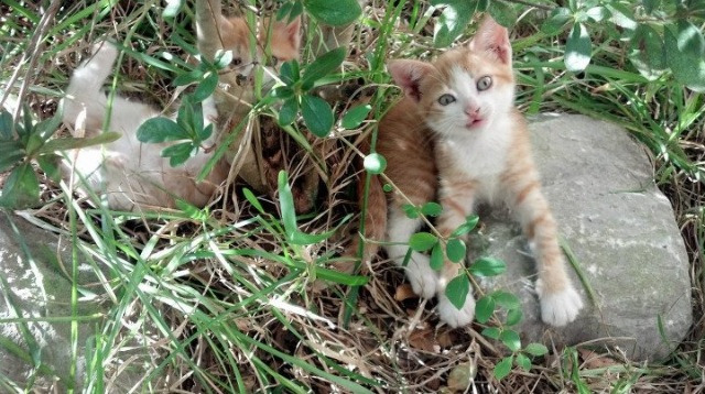 切尔西主场轻松战胜狼队,追赶积分领头羊,切尔西队狼队比赛结果